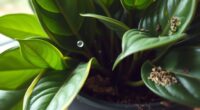 houseplants worsening indoor air