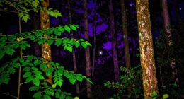 cameras perceive night colors