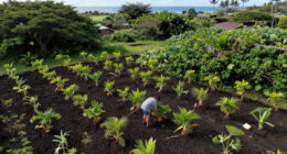 1 In Every 10 Acres Of Occupied Hawaii Owned By 37 Pedo Oligarchs